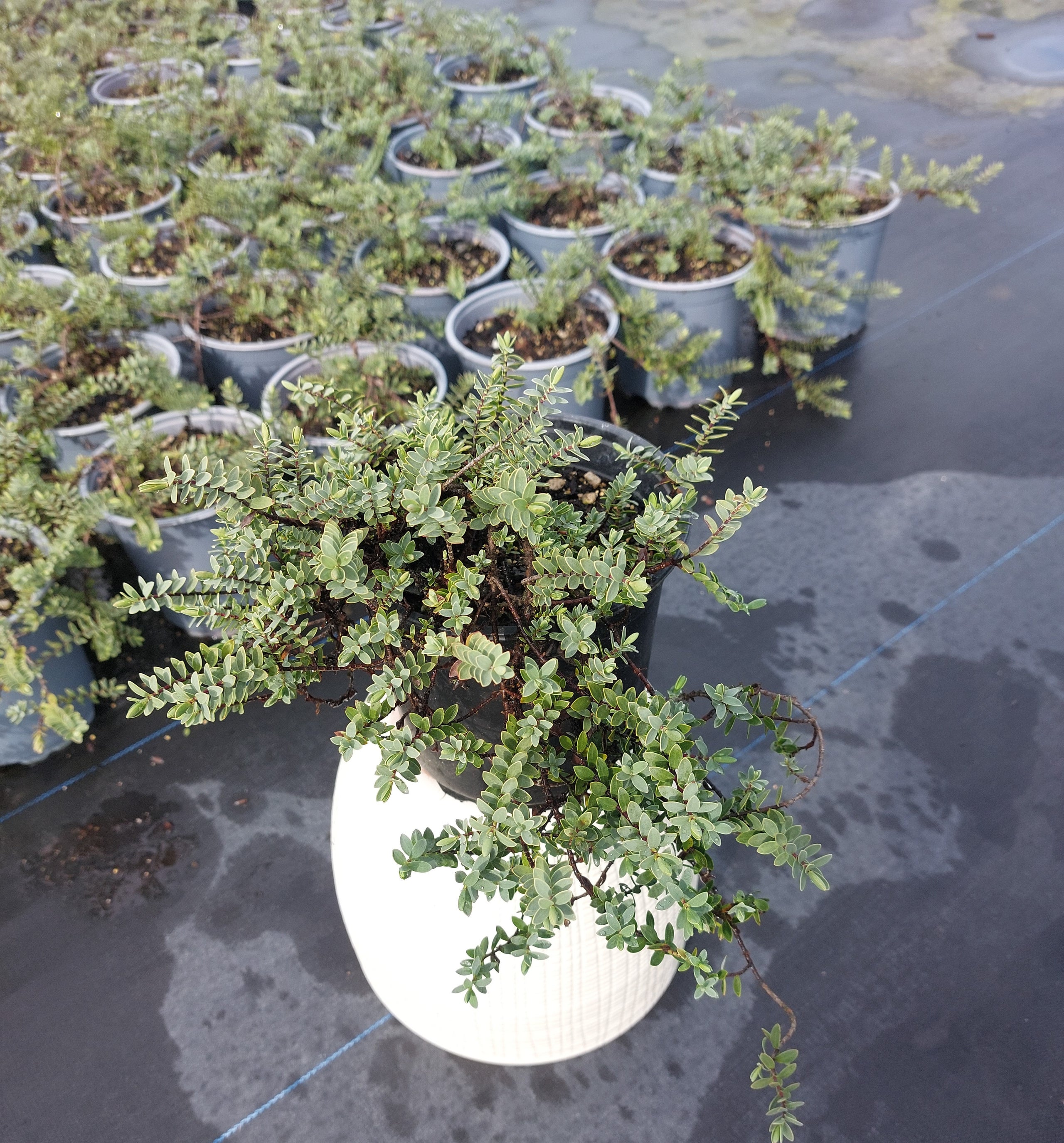 Hebe Groundcover Pongakawa Hilltop Nursery