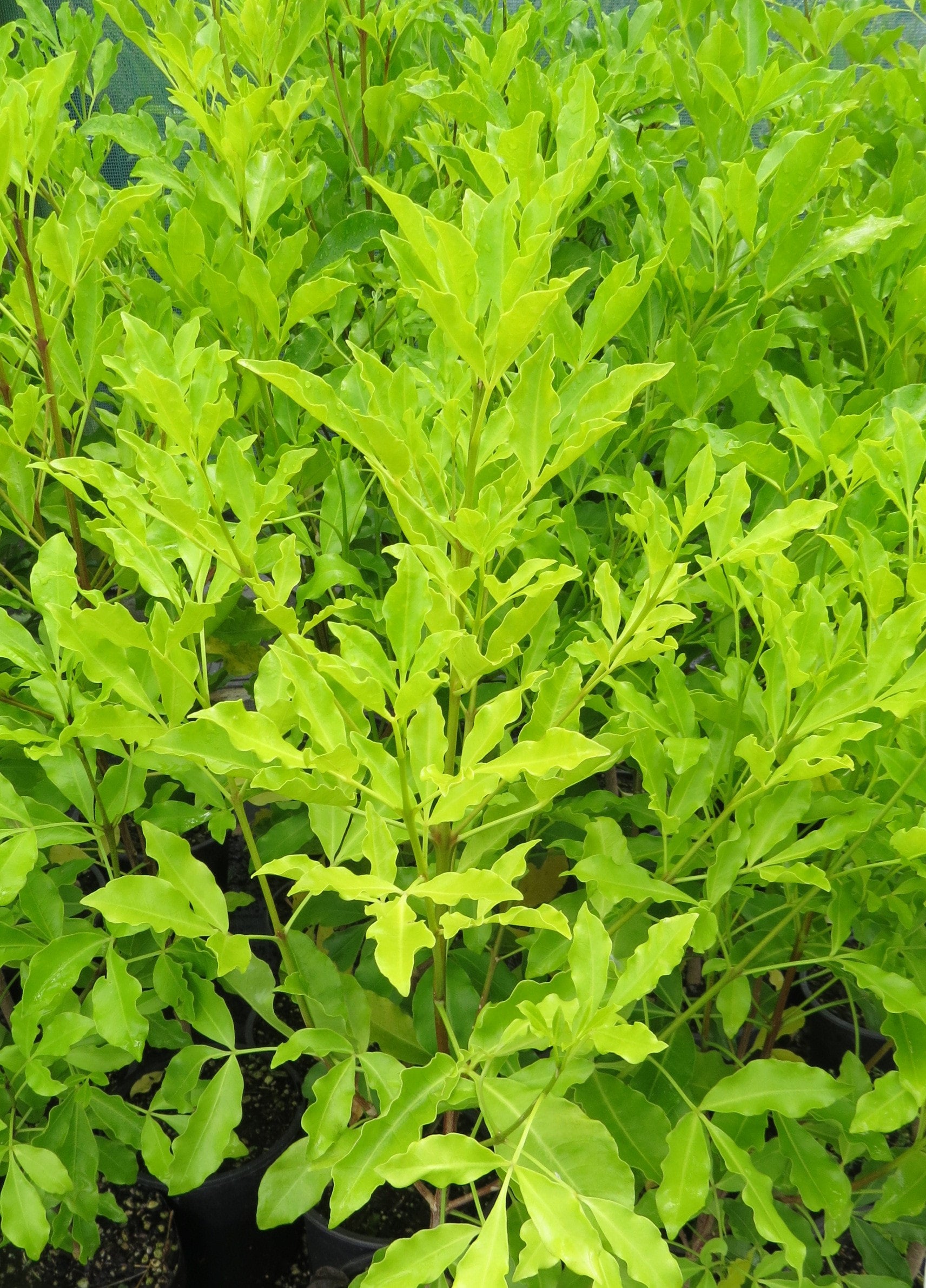 melicope-ternata-pongakawa-hilltop-nursery
